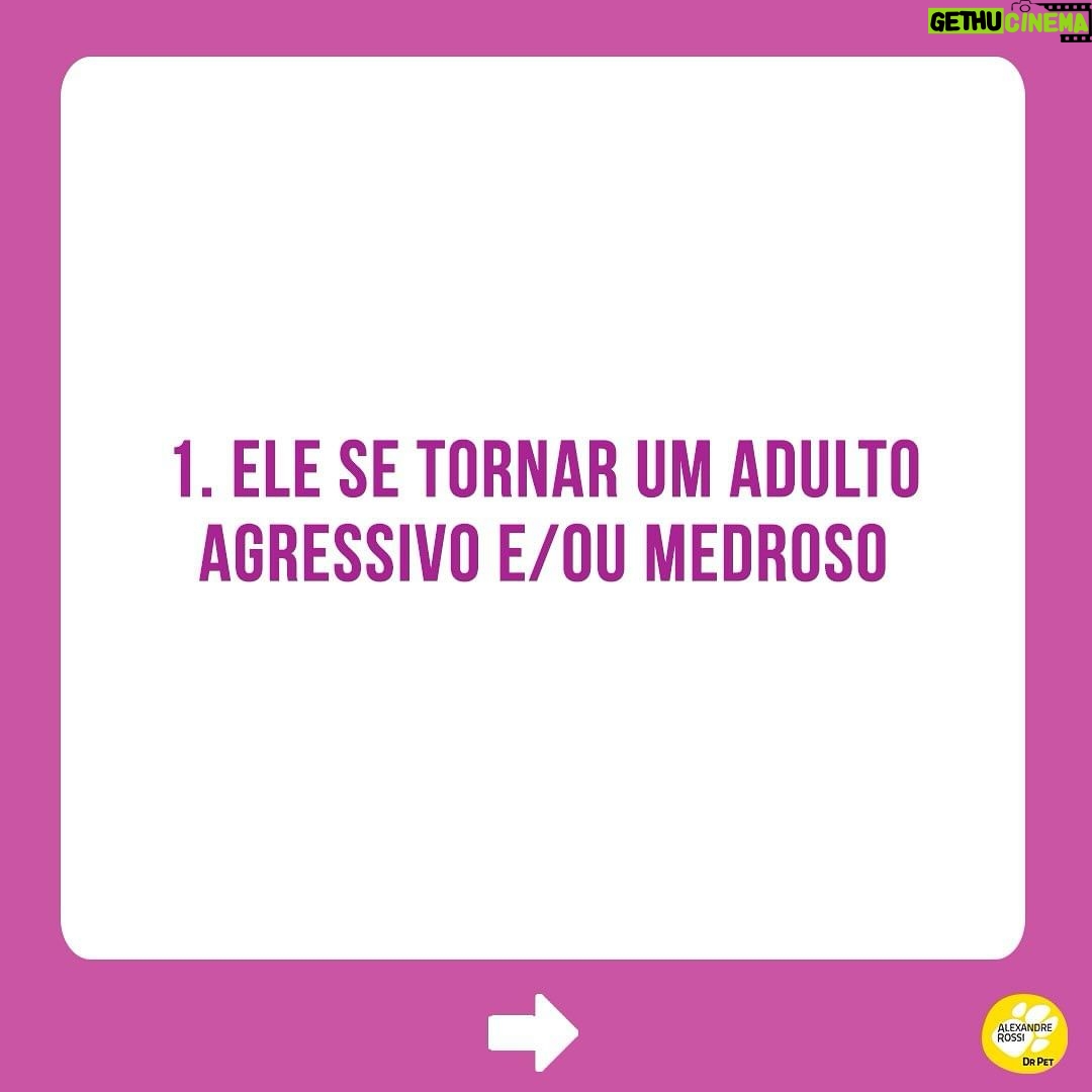 Alexandre Rossi Instagram - A maioria das pessoas acredita que não é tão importante educar o cão quando ele ainda é um filhote, mas você sabia que é educando nessa fase que prevenimos várias coisas, inclusive a agressividade? Pois é, os filhotes têm um período que chamamos de “janela de socialização” e é muito importante apresentar o mundo de forma controlada e positiva e educá-los nessa fase, pois o que aprendem nela, eles levam pra vida adulta. Então, se você conseguir educar seu filhote, vai ter um adulto educado e sociável que vai poder te acompanhar em qualquer lugar e se um dia precisar ficar um tempinho sozinho, também vai tirar de letra, rs. Muito legal, né?! E pra saber mais sobre como educar seu filhote, comenta “EU QUERO”. : #alexandrerossi #drpet #filhotes #educaçãodefilhotes #adestramentointeligente