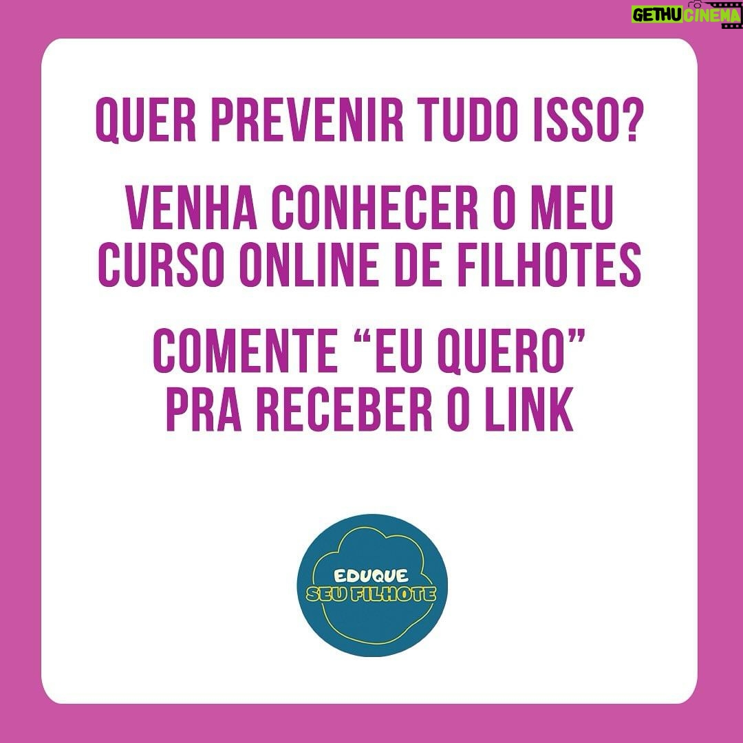 Alexandre Rossi Instagram - A maioria das pessoas acredita que não é tão importante educar o cão quando ele ainda é um filhote, mas você sabia que é educando nessa fase que prevenimos várias coisas, inclusive a agressividade? Pois é, os filhotes têm um período que chamamos de “janela de socialização” e é muito importante apresentar o mundo de forma controlada e positiva e educá-los nessa fase, pois o que aprendem nela, eles levam pra vida adulta. Então, se você conseguir educar seu filhote, vai ter um adulto educado e sociável que vai poder te acompanhar em qualquer lugar e se um dia precisar ficar um tempinho sozinho, também vai tirar de letra, rs. Muito legal, né?! E pra saber mais sobre como educar seu filhote, comenta “EU QUERO”. : #alexandrerossi #drpet #filhotes #educaçãodefilhotes #adestramentointeligente