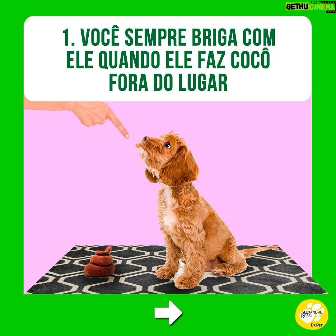 Alexandre Rossi Instagram - Se identificou com algum? Então, primeiramente eu quero que você saiba que não está sozinho! A coprofagia (ato de comer cocô) é mais comum do que se imagina. Além disso, na maioria das vezes, as pessoas acabam reforçando esse comportamento sem saber, como podem ver neste post! Apesar da coprofagia ser, sim, um comportamento normal em várias espécies de animais, o ato pode gerar muito constrangimento nos tutores e comprometer a relação com seus pets, algo que acaba prejudicando a qualidade de vida de todos. Então, se esse é o seu caso, um dos primeiros passos é identificar o que está levando seu pet a comer cocô e depois treinar de acordo e/ou tratar medicamentosamente, se necessário. ➡️Eu criei um curso online completo pra te ajudar a entender melhor esse problema e a melhor forma de lidar com ele e voltar a ter uma boa convivência com seu pet. O link está na bio! : #alexandrerossi #drpet #comportamentofelino #adestramentointeligente #cachorros #coprofagia