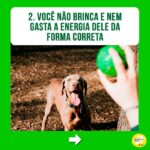 Alexandre Rossi Instagram - Se identificou com algum? Então, primeiramente eu quero que você saiba que não está sozinho! A coprofagia (ato de comer cocô) é mais comum do que se imagina. Além disso, na maioria das vezes, as pessoas acabam reforçando esse comportamento sem saber, como podem ver neste post! Apesar da coprofagia ser, sim, um comportamento normal em várias espécies de animais, o ato pode gerar muito constrangimento nos tutores e comprometer a relação com seus pets, algo que acaba prejudicando a qualidade de vida de todos. Então, se esse é o seu caso, um dos primeiros passos é identificar o que está levando seu pet a comer cocô e depois treinar de acordo e/ou tratar medicamentosamente, se necessário. ➡️Eu criei um curso online completo pra te ajudar a entender melhor esse problema e a melhor forma de lidar com ele e voltar a ter uma boa convivência com seu pet. O link está na bio! : #alexandrerossi #drpet #comportamentofelino #adestramentointeligente #cachorros #coprofagia