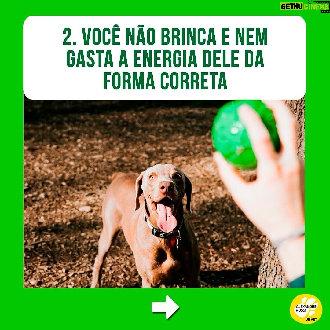 Alexandre Rossi Instagram - Se identificou com algum? Então, primeiramente eu quero que você saiba que não está sozinho! A coprofagia (ato de comer cocô) é mais comum do que se imagina. Além disso, na maioria das vezes, as pessoas acabam reforçando esse comportamento sem saber, como podem ver neste post! Apesar da coprofagia ser, sim, um comportamento normal em várias espécies de animais, o ato pode gerar muito constrangimento nos tutores e comprometer a relação com seus pets, algo que acaba prejudicando a qualidade de vida de todos. Então, se esse é o seu caso, um dos primeiros passos é identificar o que está levando seu pet a comer cocô e depois treinar de acordo e/ou tratar medicamentosamente, se necessário. ➡️Eu criei um curso online completo pra te ajudar a entender melhor esse problema e a melhor forma de lidar com ele e voltar a ter uma boa convivência com seu pet. O link está na bio! : #alexandrerossi #drpet #comportamentofelino #adestramentointeligente #cachorros #coprofagia