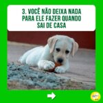 Alexandre Rossi Instagram - Se identificou com algum? Então, primeiramente eu quero que você saiba que não está sozinho! A coprofagia (ato de comer cocô) é mais comum do que se imagina. Além disso, na maioria das vezes, as pessoas acabam reforçando esse comportamento sem saber, como podem ver neste post! Apesar da coprofagia ser, sim, um comportamento normal em várias espécies de animais, o ato pode gerar muito constrangimento nos tutores e comprometer a relação com seus pets, algo que acaba prejudicando a qualidade de vida de todos. Então, se esse é o seu caso, um dos primeiros passos é identificar o que está levando seu pet a comer cocô e depois treinar de acordo e/ou tratar medicamentosamente, se necessário. ➡️Eu criei um curso online completo pra te ajudar a entender melhor esse problema e a melhor forma de lidar com ele e voltar a ter uma boa convivência com seu pet. O link está na bio! : #alexandrerossi #drpet #comportamentofelino #adestramentointeligente #cachorros #coprofagia