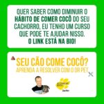 Alexandre Rossi Instagram - Se identificou com algum? Então, primeiramente eu quero que você saiba que não está sozinho! A coprofagia (ato de comer cocô) é mais comum do que se imagina. Além disso, na maioria das vezes, as pessoas acabam reforçando esse comportamento sem saber, como podem ver neste post! Apesar da coprofagia ser, sim, um comportamento normal em várias espécies de animais, o ato pode gerar muito constrangimento nos tutores e comprometer a relação com seus pets, algo que acaba prejudicando a qualidade de vida de todos. Então, se esse é o seu caso, um dos primeiros passos é identificar o que está levando seu pet a comer cocô e depois treinar de acordo e/ou tratar medicamentosamente, se necessário. ➡️Eu criei um curso online completo pra te ajudar a entender melhor esse problema e a melhor forma de lidar com ele e voltar a ter uma boa convivência com seu pet. O link está na bio! : #alexandrerossi #drpet #comportamentofelino #adestramentointeligente #cachorros #coprofagia