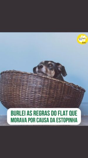 Alexandre Rossi Instagram - Vocês sabem que tenho muitas histórias com a @estopinharossi, e uma delas é que entrei com ela escondida onde eu morava.

Pois é, o local não aceitava pet, mas eu não podia deixá-la, então acabei dando um jeitinho até encontrar outro local pra morar, rs.

Vem saber a história completa no meu podcast, que está disponível nas principais plataformas de áudio.
:
#alexandrerossi #drpet #estopinha #historiacomestopinha #podcast #podcastdrpet