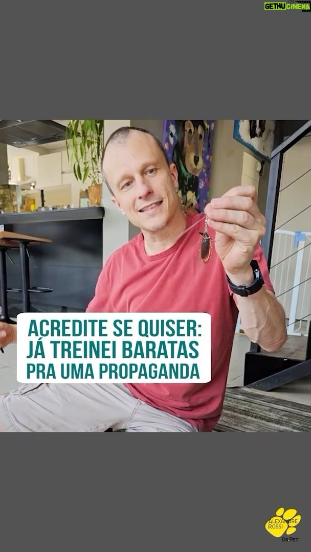 Alexandre Rossi Instagram - Vocês sabiam que eu já treinei baratas? Pois é, a maioria das pessoas não gosta nem de ver uma por perto e algumas tem até pavor, mas eu precisei treinar pra uma propaganda, rs. E eu consegui baratas que vieram de um lugar inusitado, o cemitério. Pra saber mais sobre essa história, vem ouvir o meu Podcast, disponível nas principais plataformas de áudio. : #alexandrerossi #drpet #propagandas #treinandobaratas #pets #adestramentointeligente