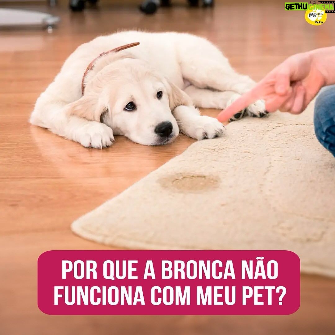 Alexandre Rossi Instagram - A maioria das pessoas dá bronca no pet e percebe que ele continua aprontando… Mas você sabia que isso pode ser culpa sua? Pois é, e o motivo é simples: muita gente dá a bronca na hora errada, ou seja, depois que o pet já fez a arte e até esqueceu o que fez. Ou seja, você chegar do trabalho e encontrar algo destruído e dar bronca, não adianta! Vários estudos já mostram que a bronca fora de hora não adianta e pode até confundir a cabeça do cachorro. Se você está pensando: “Ah, mas ele sabe que fez coisa errada porque faz cara de culpado!”, vim te contar que na verdade ele está apenas reagindo à sua reação, afinal, quando você chega e vê algo destruído, provavelmente muda a sua expressão e ele percebe. Já se ele faz essa cara antes mesmo de você ver algo destruído, ele provavelmente tem memória de um dia você ter chegado, visto e brigado ou até gritado com ele, e está reagindo de acordo com a memória que tem de você chegando em casa. ➡️ Quer saber mais sobre como educar seu pet? Vem ser meu aluno no meu curso de adestramento de cães (Método Adestramento Inteligente). O link está na bio. : #drpet #alexandrerossi #comportamentoanimal #adestramentointeligente #broncas #cachorro
