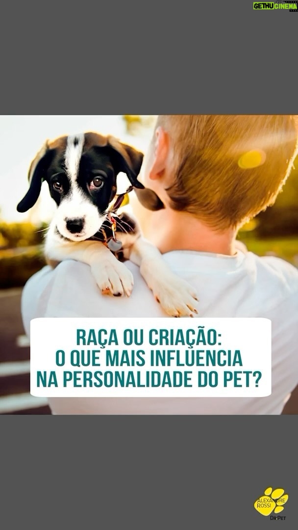 Alexandre Rossi Instagram - Uma dúvida muito comum entre a maioria das pessoas é se a raça influencia no comportamento e personalidade do cão. E a realidade é que muitas coisas podem influenciar. A Universidade de Helsinki fez um estudo sobre isso, e mostrou, por exemplo, que a socialização pode influenciar muito na insegurança ou não do cão. Interessante, né?! Eu falei um pouco nesse vídeo sobre o assunto e se você quiser saber mais, te convido a ouvir o meu Podcast sobre o tema, disponível nas principais as plataformas de áudio. : #alexandrerossi #drpet #comportamentoanimal #socializacao #filhotessocializando #podcastdrpet #podcast #cachorro