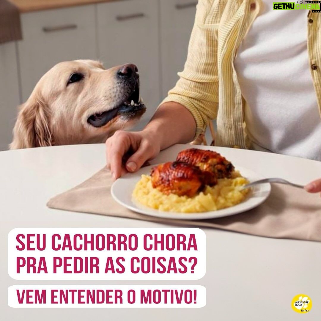 Alexandre Rossi Instagram - Se o seu cachorro faz isso, não se sinta sozinho! Muita gente passa por isso, alguns não conseguem nem dormir ou comer, porque o cão está chorando e pedindo pra sair, pra brincar ou pra fazer xixi. E alguns, quando não atendidos, erram o xixi e cocô ou até destroem algo. Esse comportamento muitas vezes está relacionado ao fato do pet ter entendido que isso chama atenção. Então, provavelmente lá atrás ele chorou ou latiu e na tentativa de fazer ele parar, você fez o que ele queria, e assim ele aprendeu que precisa latir pra ganhar as coisas. E como ele acostumou a ser respondido, quando isso não acontece ele fica frustrado, destruindo algo ou errando xixi e cocô. Pra melhorar isso, a melhor forma é estabelecer limites e regras, ensinar alguns comandos básicos e ensinar outra forma dele ganhar atenção. Por exemplo, dar atenção e carinho quando ele estiver quieto e, quando ele latir, ignorar. : #alexandrerossi #drpet #adestramento #animal #adestramentointeligente