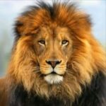 Ali Bagov Instagram - Поистине мужчины, что на женщин глазеть стремятся, подобны псам, что вокруг мяса бродят и толпятся. И если то мясо не будет достойно львов, оно станет легкой добычей тех псов..