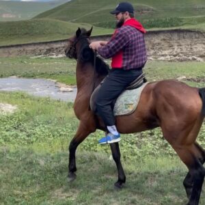 Ali Bagov Instagram - Сообщается, что Анас, да будет доволен им Аллах, сказал: << После женщин, для посланника Аллаха, да благословит его Аллах и приветствует, не было ничего любимее, чем лошади >> .  Этот хадис передал ан-Насаи 6/217.
