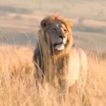 Ali Bagov Instagram - Мужество не в возрасте человека, не в размерах его тела, не в богатстве и даже не в его заслугах перед обществом. Мужество – это качество, которое побуждает человека одолевать кручи, решительно идти к возвышенным целям, преодолевать трудности и препятствия. Мужество – это способность сохранять достоинство и честь в любых жизненных условиях и отстраняться от всего суетного и бесполезного. Это сила, которая делает малого большим, бедного богатым, слабого сильным. Это великодушие, которое побуждает своего обладателя давать, прежде чем брать. Это чувство личной ответственности, благодаря которому человек стремится выполнить свой долг и обязанность, прежде чем требовать от других выполнения своих прав. Мужественен тот, кто осознаѐт свои обязанности перед своим Создателем, перед своей семьѐй, перед религией, перед другими мусульманами и перед самим собой…