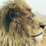 Ali Bagov Instagram - Не теряй чувства собственного достоинства и даже при необходимости не склоняй голову, возможно у тебя больше не будет возможности поднять ее. `Умар аль-Мухтар, رحمه الله [Лев Пустыни]