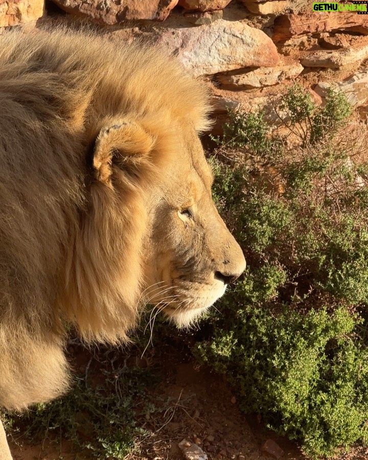 Alica Schmidt Instagram - Yesterday’s safari was just amazing 🥺🦒😍 📸 @paul_gnw South Africa