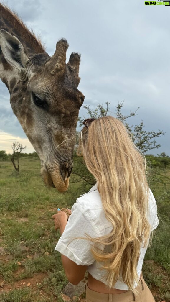 Alica Schmidt Instagram - Met a local today 🦒🥺 A once in a lifetime experience ❤️ #southafrica #giraffe #safari
