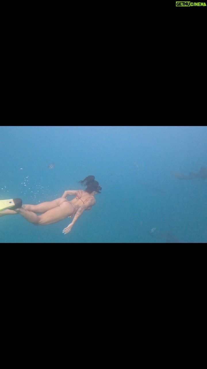 Aline Campos Instagram - Sobre os segredos tão sagrados desse mar 🌊🦈🐠 Sou muito muito muito GRATA! . @casaneuronha @neuronha Fernando de Noronha