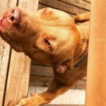 Alperen Duymaz Instagram – guzelim!🍖