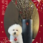 Alyssa Chia Instagram - 初一來跟大家拜年囉！ 兔年好運連連🎆🎊 兔年幸福連連💗💗 未來的日子 我們都要好好的！ 一起陪伴一整年啦🥰 #2023 #兔年 #新年