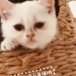 Alyssa Chia Instagram - 520 我愛你❤️ 我們家多了一位新成員叫寶寶 備受哥哥姊姊們的寵愛💖 甜蜜的生活 請大家多多指教🥰 #520 #喵星人