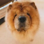 Amaal Mallik Instagram - Dear @hihandsome08 my baby boy 😞 Ever since you came into our lives, you only showered us with unconditional love & brought us closer as a family… You stayed up every single night till 4-5 AM, because you knew that’s when I’d get done with my recordings… What has really broken me is the fact that I wasn’t with you when you needed me the most… I was on stage performing when you took your last breath & I dunno why things had to go down this way, but I really wish I could hold your paw in those final moments & give you back the strength, hope & power you’d always give me, every single day, by just looking into my eyes… I hope you can forgive me for that someday 🥺🙏🏻 You loved me like no other and I just can’t believe you’re gone. We had just celebrated your birthday a few weeks ago and now all I have left with me is your memory. I hope you’re in a better place my baby lion, I will really miss you and I just can’t stop crying. Life can never be the same again for me. Thank you for being such a wonderful little boy, an amazing baby to my parents, a wonderful little brother to me & Armaan. I will see you soon enough my son but just not yet. I pray that whenever I’m sent back; in every single lifetime I get to meet you and be given the chance to love you better than I could in this one & re-live those wonderful days again. I never thought I’d lose you like this. Goodbye my jaan 💔 #HandsomeMalik #RestInPower
