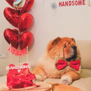 Amaal Mallik Instagram - Dear @hihandsome08 my baby boy 😞

Ever since you came into our lives, you only showered us with unconditional love & brought us closer as a family…

You stayed up every single night till 4-5 AM, because you knew that’s when I’d get done with my recordings…

What has really broken me is the fact that I wasn’t with you when you needed me the most…

I was on stage performing when you took your last breath & I dunno why things had to go down this way, but I really wish I could hold your paw in those final moments & give you back the strength, hope & power you’d always give me, every single day, by just looking into my eyes…

I hope you can forgive me for that someday 🥺🙏🏻

You loved me like no other and I just can’t believe you’re gone.

We had just celebrated your birthday a few weeks ago and now all I have left with me is your memory.

I hope you’re in a better place my baby lion, I will really miss you and I just can’t stop crying.

Life can never be the same again for me.

Thank you for being such a wonderful little boy, an amazing baby to my parents, a wonderful little brother to me & Armaan.

I will see you soon enough my son but just not yet.

I pray that whenever I’m sent back; in every single lifetime I get to meet you and be given the chance to love you better than I could in this one & re-live those wonderful days again.

I never thought I’d lose you like this.

Goodbye my jaan 💔

#HandsomeMalik #RestInPower
