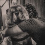 Amaal Mallik Instagram - Dear @hihandsome08 my baby boy 😞 Ever since you came into our lives, you only showered us with unconditional love & brought us closer as a family… You stayed up every single night till 4-5 AM, because you knew that’s when I’d get done with my recordings… What has really broken me is the fact that I wasn’t with you when you needed me the most… I was on stage performing when you took your last breath & I dunno why things had to go down this way, but I really wish I could hold your paw in those final moments & give you back the strength, hope & power you’d always give me, every single day, by just looking into my eyes… I hope you can forgive me for that someday 🥺🙏🏻 You loved me like no other and I just can’t believe you’re gone. We had just celebrated your birthday a few weeks ago and now all I have left with me is your memory. I hope you’re in a better place my baby lion, I will really miss you and I just can’t stop crying. Life can never be the same again for me. Thank you for being such a wonderful little boy, an amazing baby to my parents, a wonderful little brother to me & Armaan. I will see you soon enough my son but just not yet. I pray that whenever I’m sent back; in every single lifetime I get to meet you and be given the chance to love you better than I could in this one & re-live those wonderful days again. I never thought I’d lose you like this. Goodbye my jaan 💔 #HandsomeMalik #RestInPower