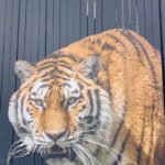 Amanda Holden Instagram - Had a wonderful stay here with my family this wkd: honestly the best experience ever! Rooms and roommates 🦁amazing/ food fabulous …https://www.aspinallfoundation.org/