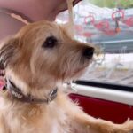 Amanda Holden Instagram - Rudie has spent a lovely summer with friends and we were reunited a day ago -last, but not least .. he saw his ❤️ ( disclaimer he has his own doggie seatbelt in the back) …
