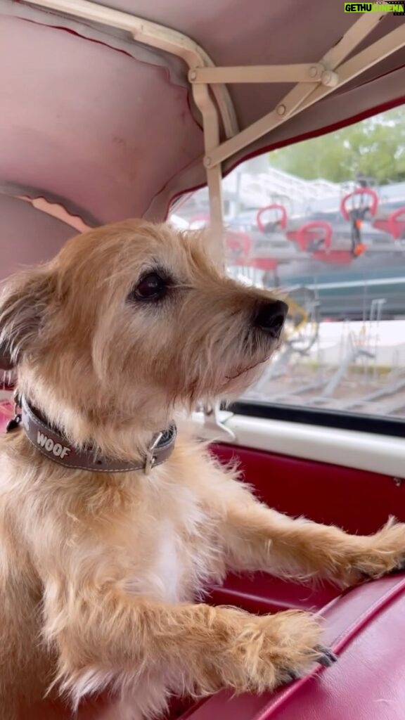 Amanda Holden Instagram - Rudie has spent a lovely summer with friends and we were reunited a day ago -last, but not least .. he saw his ❤️ ( disclaimer he has his own doggie seatbelt in the back) …