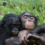 Amanda Seales Instagram - Bonobos be like, ‘Who needs a king when you can have a queen?’ 👑💁‍♀️ This World Bonobo Day, let’s celebrate the queens of the jungle – the bonobo ladies! Join Friends of Bonobos this February 14th to celebrate this day of bonobo celebration and female empowerment! Talk about matriarchy goals!? Friends of Bonobos saves endangered bonobos and their home in the Congo rainforest, the vital second lung of our planet. They operate the only bonobo rescue, rehabilitation, and rewilding sites on earth! Check out Friends of Bonobos (@lolayabonobo) to learn more! #HippieApe #Bonobos #Congo #WorldBonoboDay #Peace #Love #Apes #BonoboLove