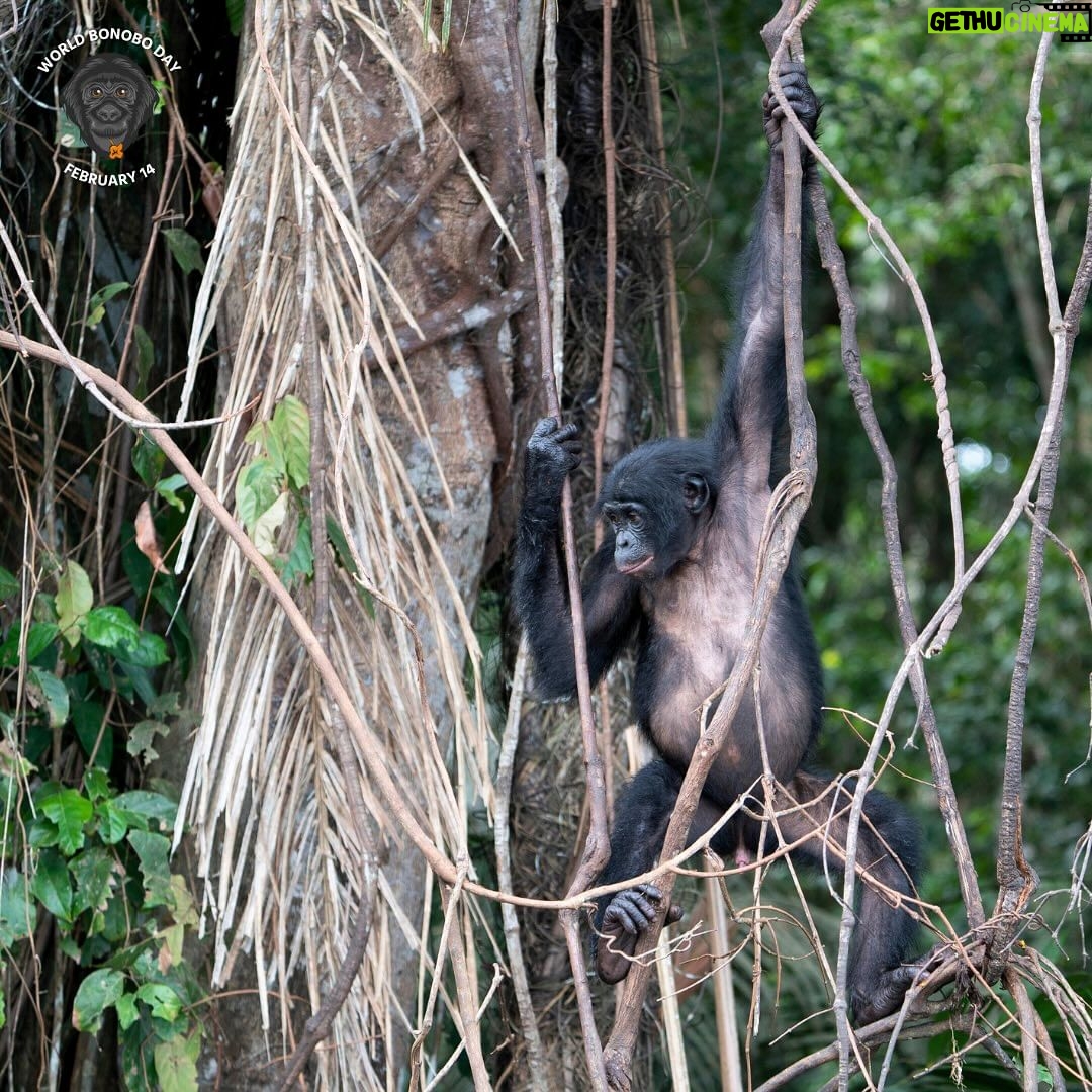 Amanda Seales Instagram - Bonobos be like, βWho needs a king when you can have a queen?β ππββοΈ This World Bonobo Day, letβs celebrate the queens of the jungle β the bonobo ladies! Join Friends of Bonobos this February 14th to celebrate this day of bonobo celebration and female empowerment! Talk about matriarchy goals!? Friends of Bonobos saves endangered bonobos and their home in the Congo rainforest, the vital second lung of our planet. They operate the only bonobo rescue, rehabilitation, and rewilding sites on earth! Check out Friends of Bonobos (@lolayabonobo) to learn more! #HippieApe #Bonobos #Congo #WorldBonoboDay #Peace #Love #Apes #BonoboLove