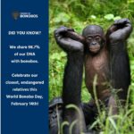 Amanda Seales Instagram - Bonobos be like, ‘Who needs a king when you can have a queen?’ 👑💁‍♀️ This World Bonobo Day, let’s celebrate the queens of the jungle – the bonobo ladies! Join Friends of Bonobos this February 14th to celebrate this day of bonobo celebration and female empowerment! Talk about matriarchy goals!? Friends of Bonobos saves endangered bonobos and their home in the Congo rainforest, the vital second lung of our planet. They operate the only bonobo rescue, rehabilitation, and rewilding sites on earth! Check out Friends of Bonobos (@lolayabonobo) to learn more! #HippieApe #Bonobos #Congo #WorldBonoboDay #Peace #Love #Apes #BonoboLove