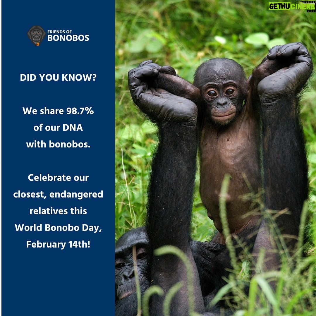 Amanda Seales Instagram - Bonobos be like, βWho needs a king when you can have a queen?β ππββοΈ This World Bonobo Day, letβs celebrate the queens of the jungle β the bonobo ladies! Join Friends of Bonobos this February 14th to celebrate this day of bonobo celebration and female empowerment! Talk about matriarchy goals!? Friends of Bonobos saves endangered bonobos and their home in the Congo rainforest, the vital second lung of our planet. They operate the only bonobo rescue, rehabilitation, and rewilding sites on earth! Check out Friends of Bonobos (@lolayabonobo) to learn more! #HippieApe #Bonobos #Congo #WorldBonoboDay #Peace #Love #Apes #BonoboLove