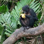 Amanda Seales Instagram - Bonobos be like, ‘Who needs a king when you can have a queen?’ 👑💁‍♀️ This World Bonobo Day, let’s celebrate the queens of the jungle – the bonobo ladies! Join Friends of Bonobos this February 14th to celebrate this day of bonobo celebration and female empowerment! Talk about matriarchy goals!? Friends of Bonobos saves endangered bonobos and their home in the Congo rainforest, the vital second lung of our planet. They operate the only bonobo rescue, rehabilitation, and rewilding sites on earth! Check out Friends of Bonobos (@lolayabonobo) to learn more! #HippieApe #Bonobos #Congo #WorldBonoboDay #Peace #Love #Apes #BonoboLove