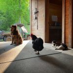 Amanda Seyfried Instagram - musketeers