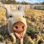 Amanda Seyfried Instagram - @woodstocksanctuary “Please help us continue our lifesaving work for animals in 2024. All donations until tomorrow at midnight are TRIPLED! Please give, share, or both! Animals we didn’t know in January, like Chris, Oracle, Sylvia, and Marge, became fast friends of all the staff here at Woodstock. Their rescue stories have touched the lives of people all over the world, showing us all that these animals deserve a chance to live their own lives.” Thank you!! 🐷🐮🪿🐑🐐🐓