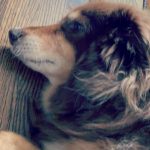 Amanda Seyfried Instagram - Jeanie/Henny/Herman/Finnydog