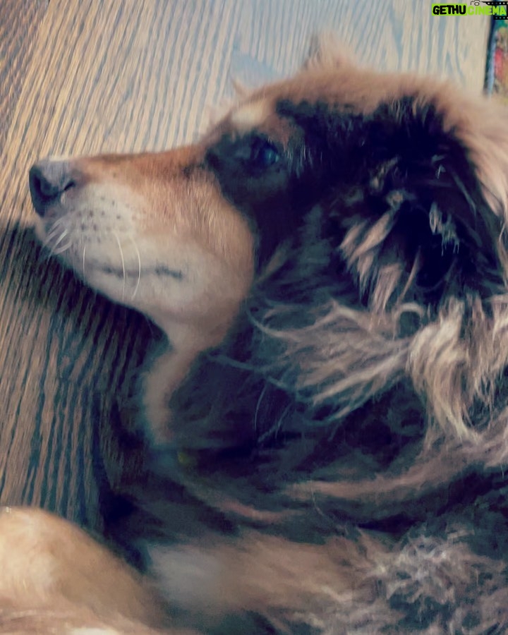 Amanda Seyfried Instagram - Jeanie/Henny/Herman/Finnydog
