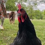Amanda Seyfried Instagram - Bird, bird, bird and a surprise Clifford song