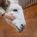 Amanda Seyfried Instagram -