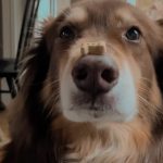 Amanda Seyfried Instagram – HAPPY APRIL GOOD BOY