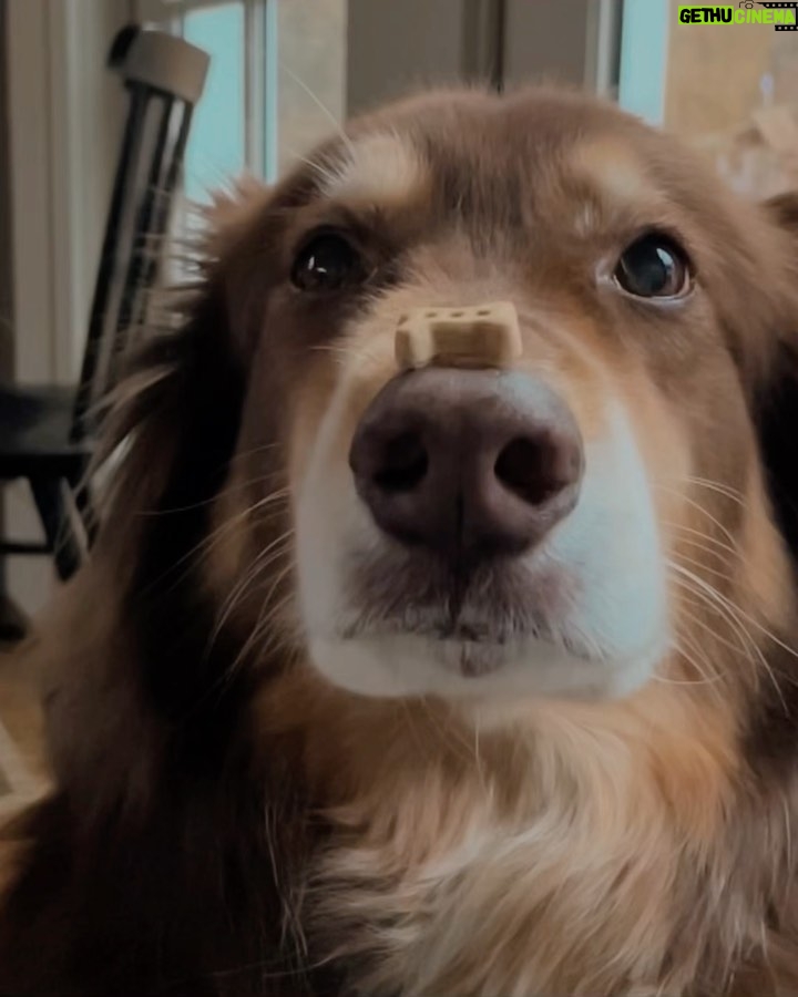 Amanda Seyfried Instagram - HAPPY APRIL GOOD BOY
