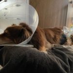 Amanda Seyfried Instagram - A midnight vet, a seeping blood vessel, period underwear and some drugs for Finny today. Also a new diabetes diagnosis for Bertie cat, and an egg bound chicken on antibiotics. Sometimes no one has a mystery illness or colon fusions or powdered anti-inflammatories added to their meals. Sometimes all are healthy. Most of the time we’re trading in one issue for another. Having animals is expensive and exhausting and it’s not for everyone. I’m only able to do it because I have Shannon who is essential to the life and health of this farm and the money to get them the care they need at the hour they need it. This is all to say: it’s a lot but it’s worth it if you have help and can afford the vet bills. Truth.