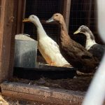 Amanda Seyfried Instagram – twins-sugar-twins-nighttime Chip- Cliff snackin’-Herman snackin’-donations-ducks in a row-cookie season-cashmere