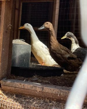 Amanda Seyfried Instagram - twins-sugar-twins-nighttime Chip- Cliff snackin’-Herman snackin’-donations-ducks in a row-cookie season-cashmere