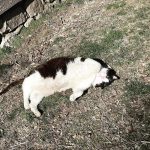 Amanda Seyfried Instagram – #spring