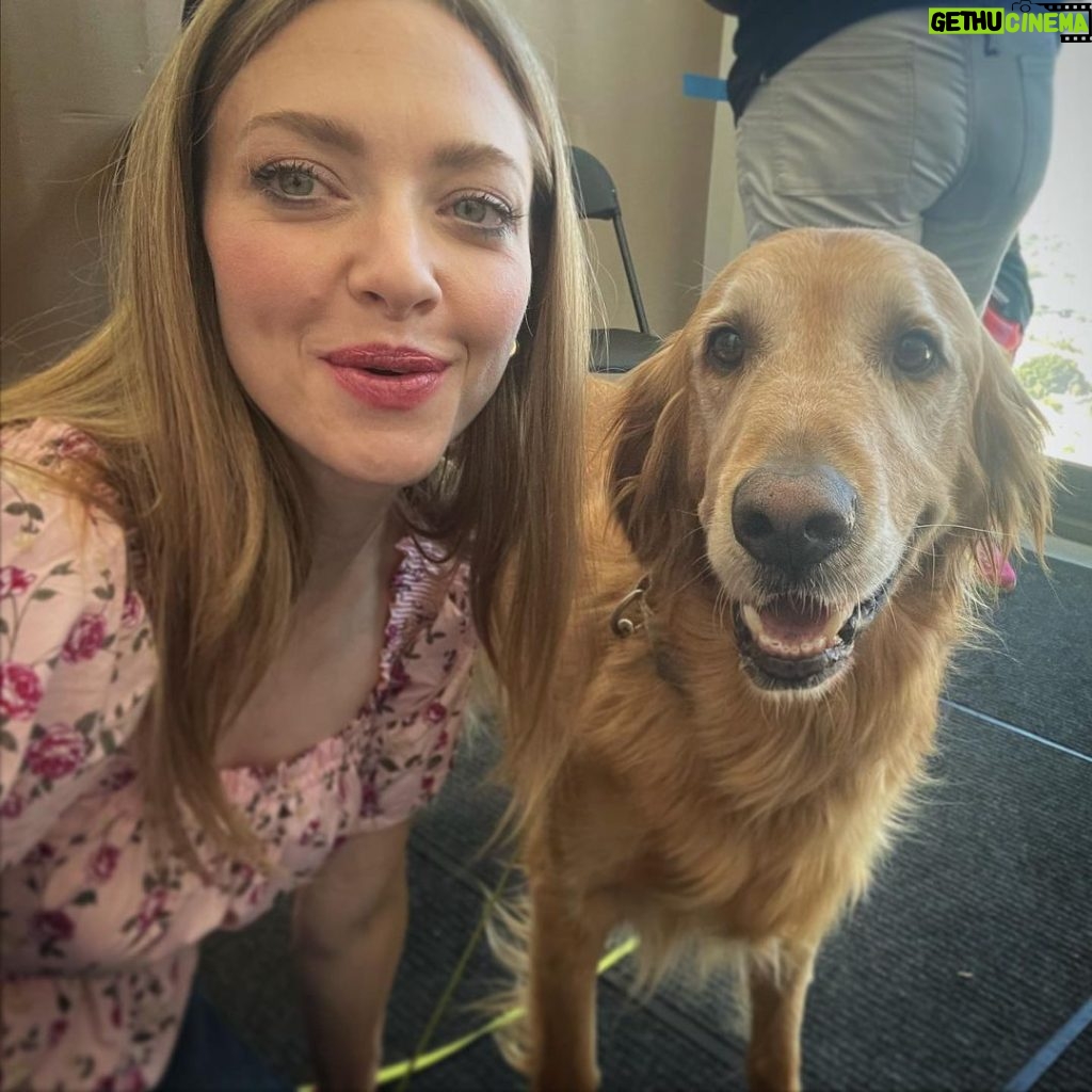 Amanda Seyfried Instagram - My old friend Enzo came to visit 🐾