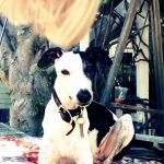 Amanda Seyfried Instagram - Goodnight Axel boy. You will be missed by every single human and animal who knew you (especially Finn) every single day. I’m so grateful you and Brian found each other and made it all count.