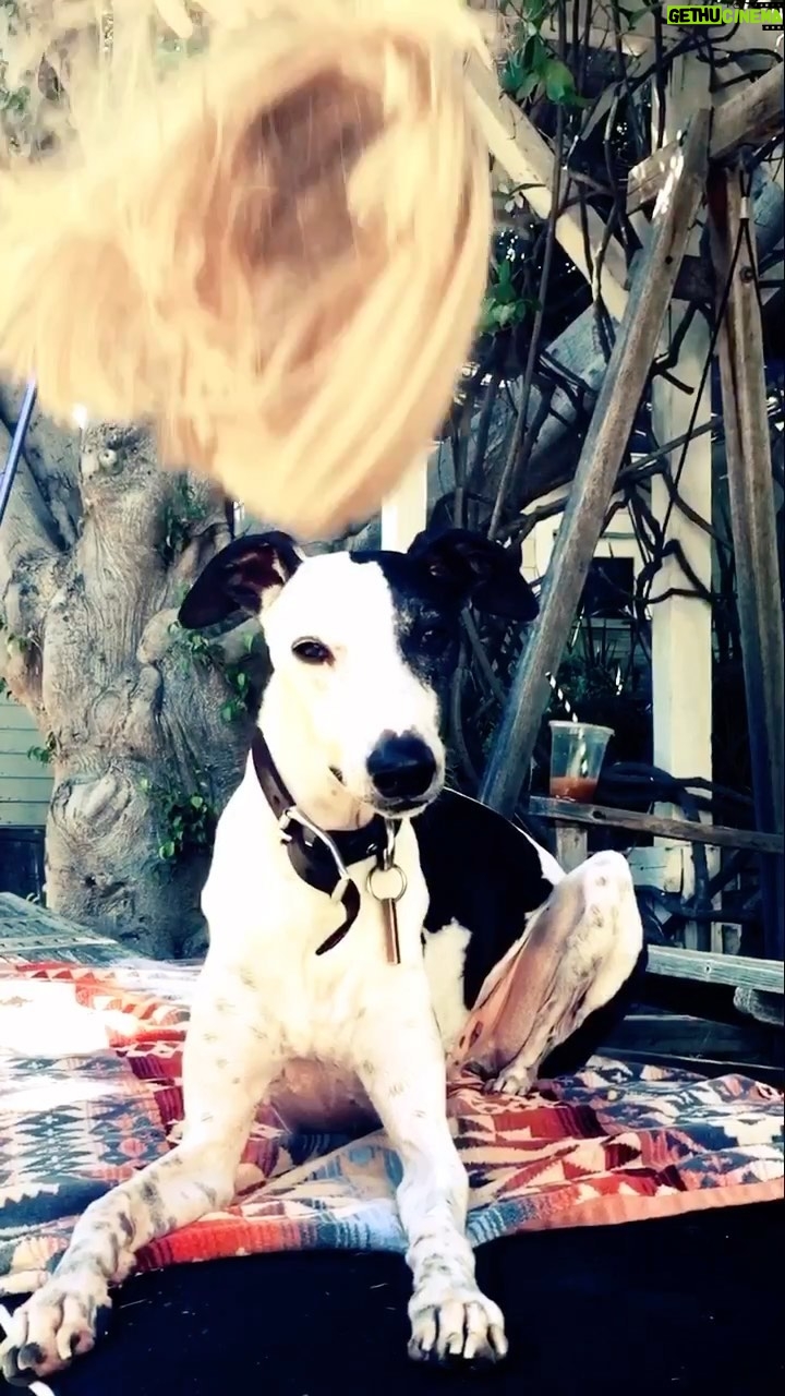 Amanda Seyfried Instagram - Goodnight Axel boy. You will be missed by every single human and animal who knew you (especially Finn) every single day. I’m so grateful you and Brian found each other and made it all count.
