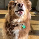 Amanda Seyfried Instagram - For pleasure Peanut butter