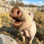 Amanda Seyfried Instagram - @woodstocksanctuary “Please help us continue our lifesaving work for animals in 2024. All donations until tomorrow at midnight are TRIPLED! Please give, share, or both! Animals we didn’t know in January, like Chris, Oracle, Sylvia, and Marge, became fast friends of all the staff here at Woodstock. Their rescue stories have touched the lives of people all over the world, showing us all that these animals deserve a chance to live their own lives.” Thank you!! 🐷🐮🪿🐑🐐🐓